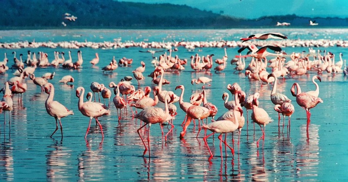 Event vendors in Nakuru